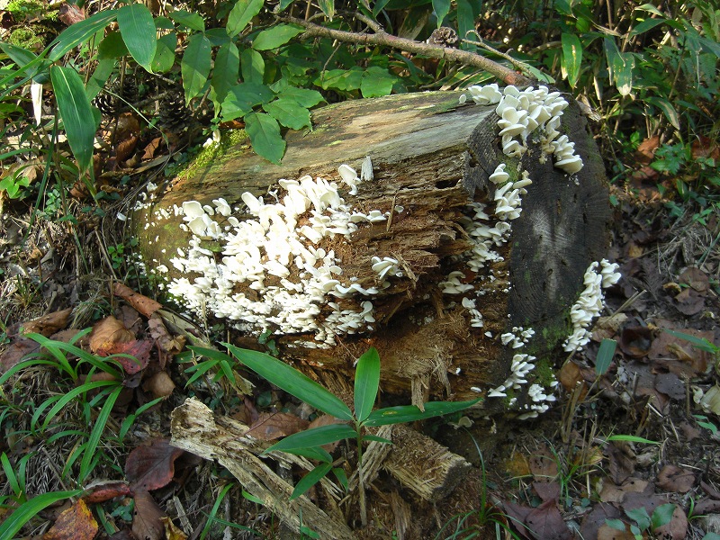 photo.of mushrooms